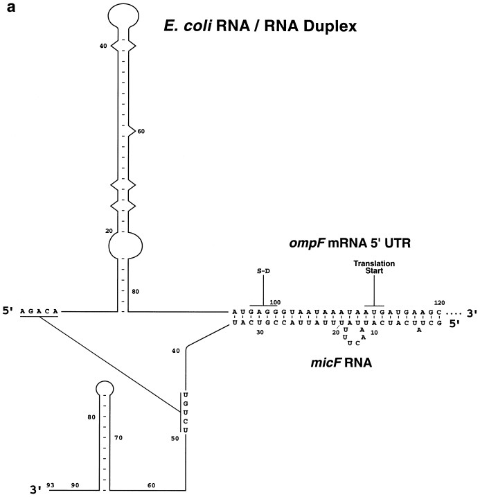 RNA target