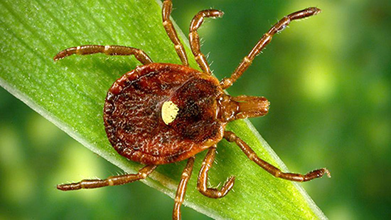 Lone Star Tick