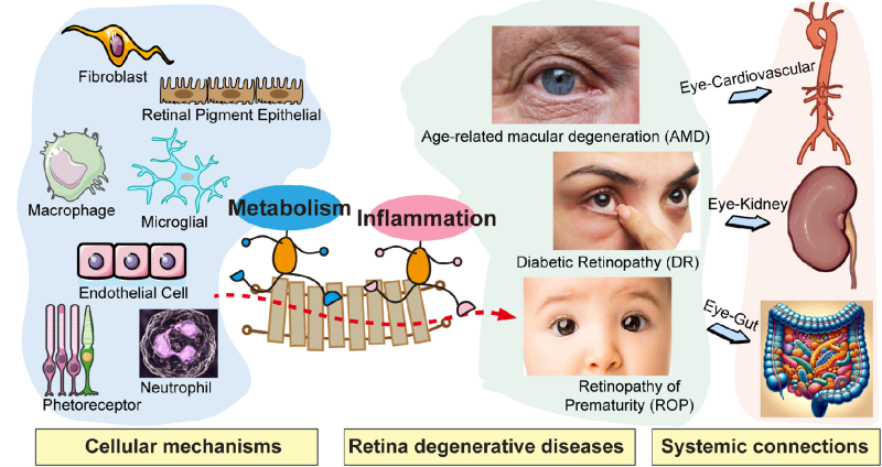 Research Graphic Diagram Image