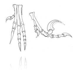  Dromaeosauridae Image 1 Foot 
