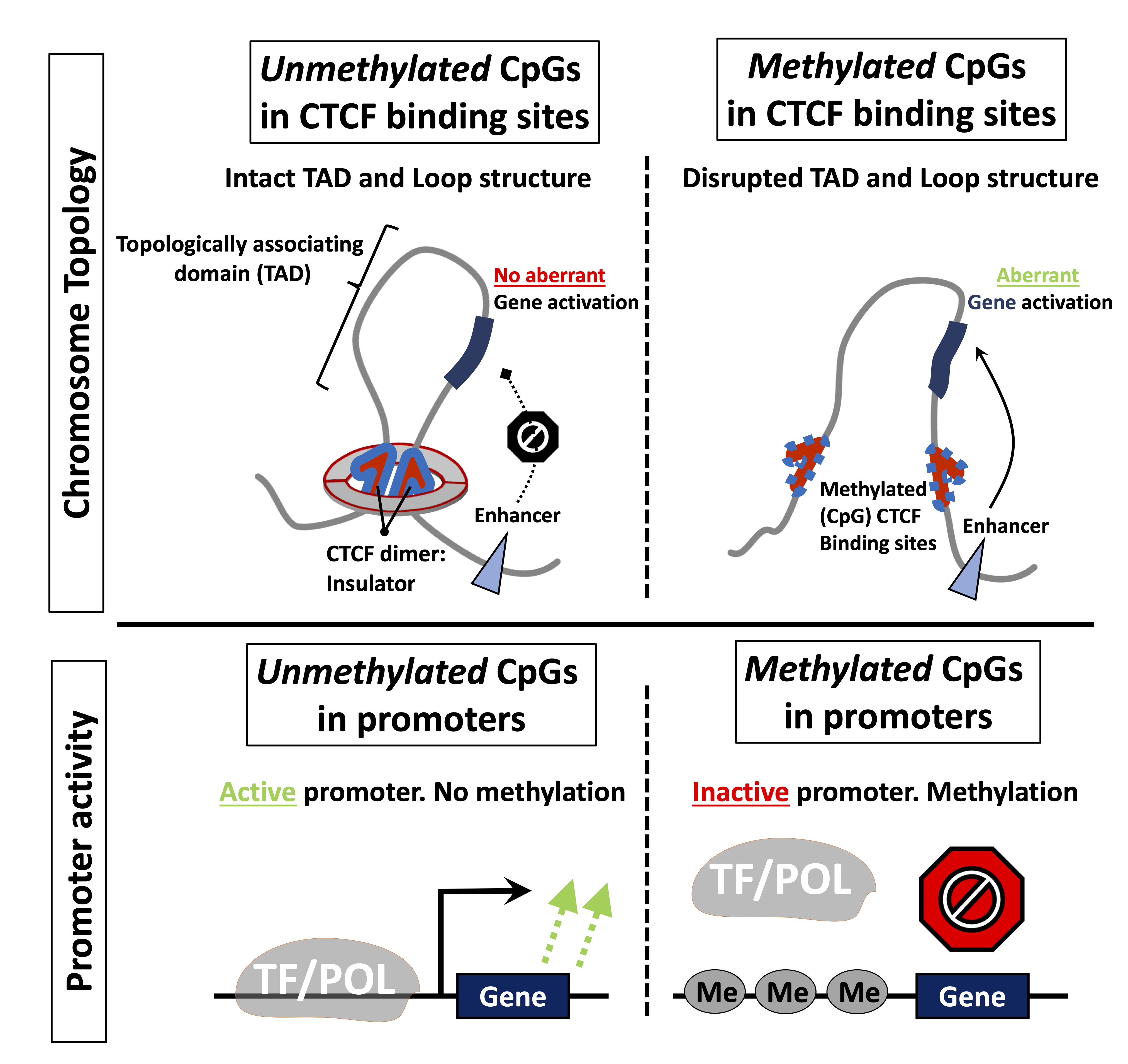 Methylation and cancer