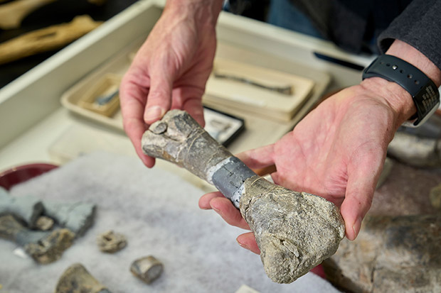 Person holding a partially reconstructed fossilized bone with other fossils and archaeological tools in the background