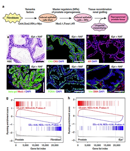 Tissue Reprogramming