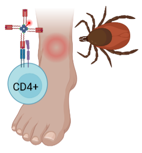 CD4+ T cell response to tickborne pathogen