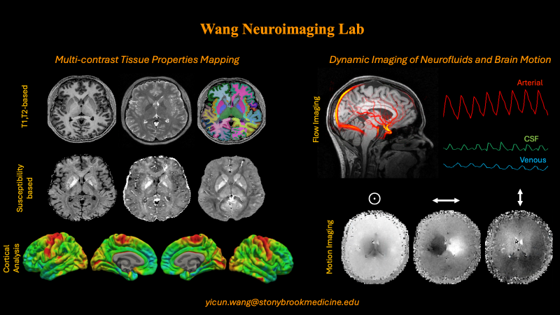 Yicun Wang Lab Image Brains Scans