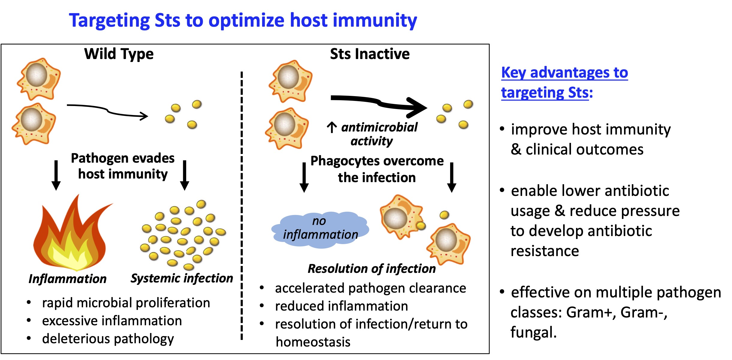 Graph of Targeting Sts to optimize host immunity