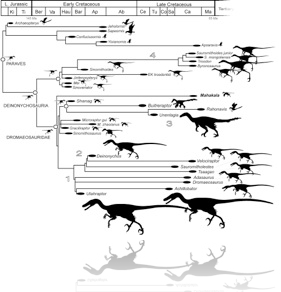 Theropod Evolution Body Size Chart