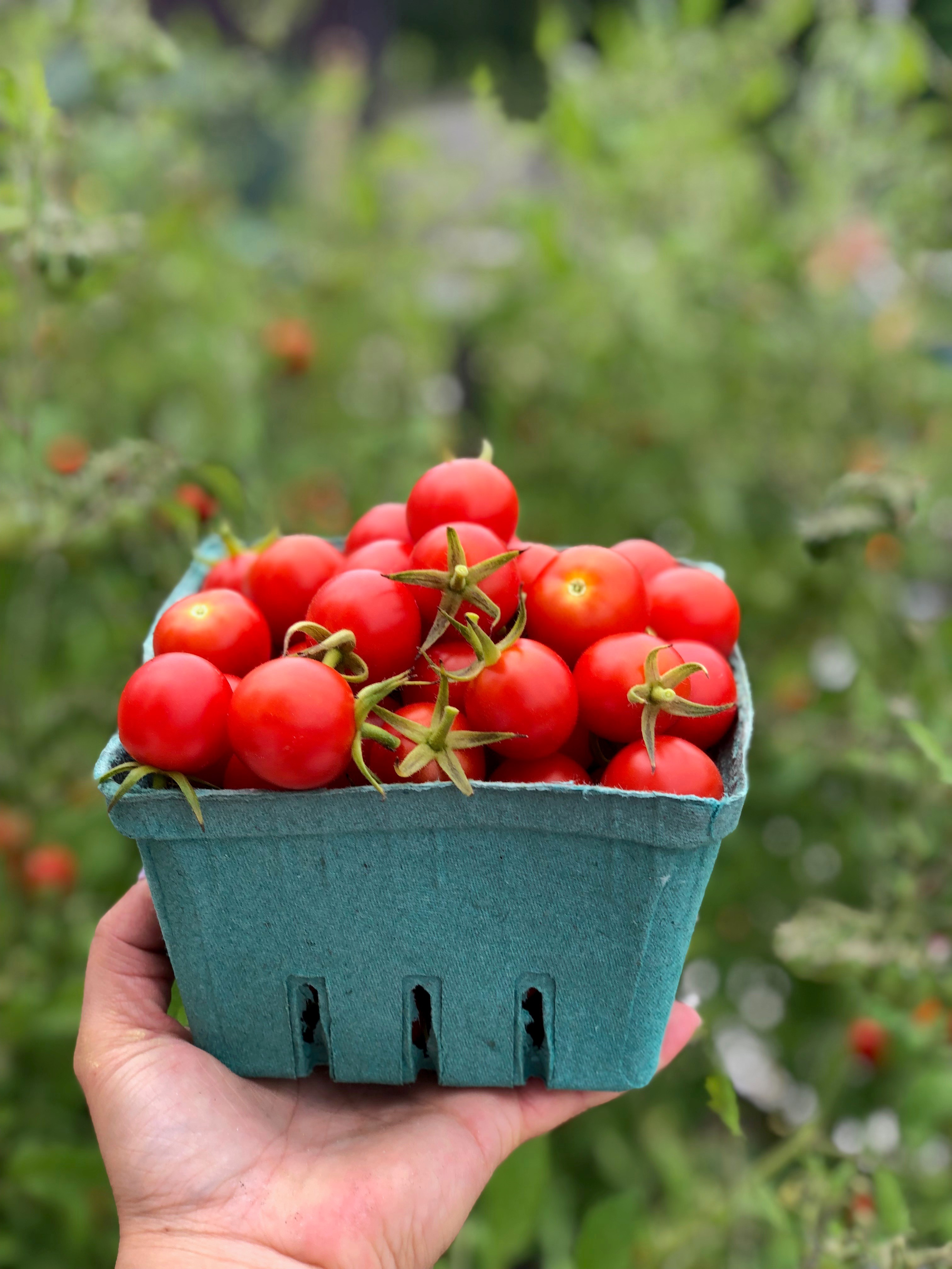 Cherry tomatoes