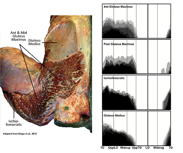 gluteals