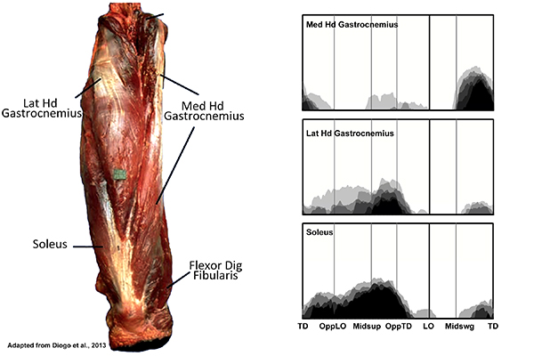 supf calf