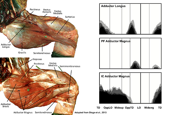 thigh adductors