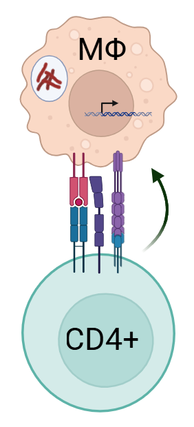  Cognate CD4+ T cell help to macrophage graphic