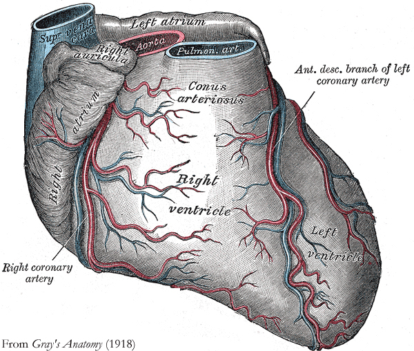 FAQs About Hybrid Coronary Revascularization For Heart Disease 