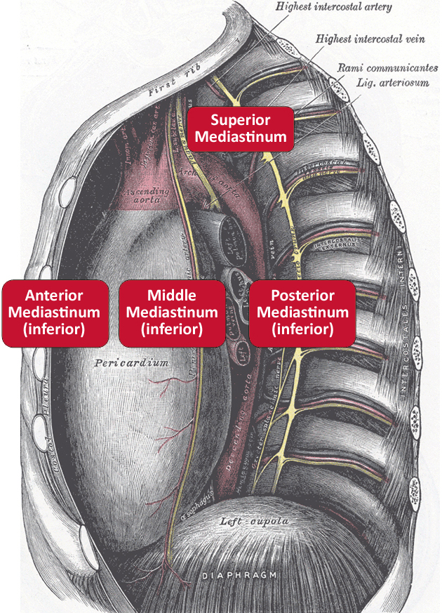 anterior mediastinum anatomy