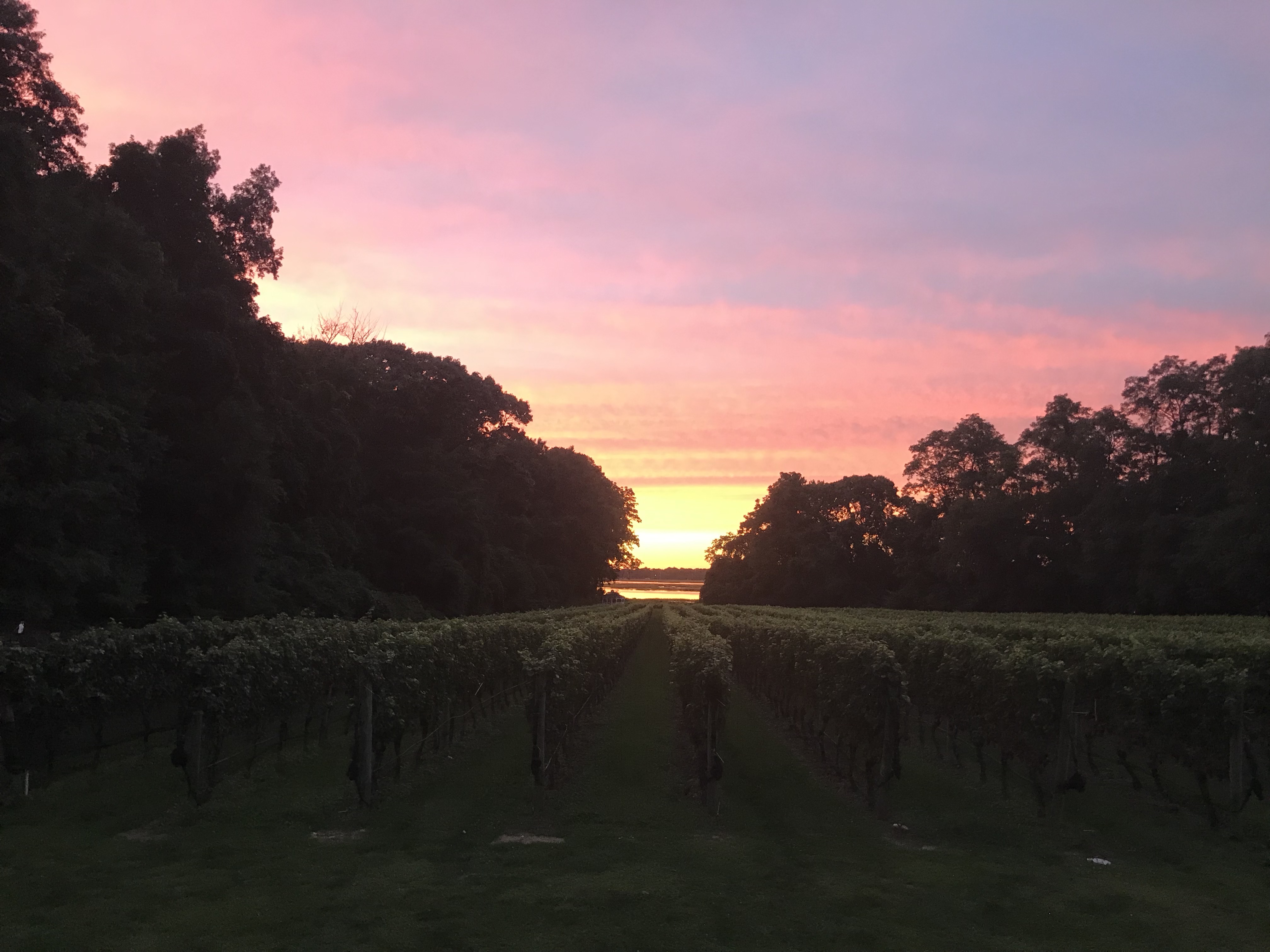 Sunset At The Vineyard