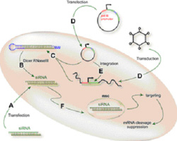 Image: RNAi and DNA Repair